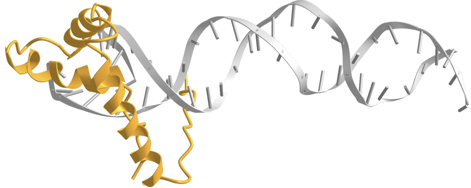 POU-HMG-DNA ternary complex - HTM-HMG domain (1gt0).png