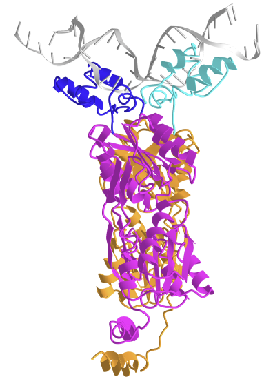 lactose operon repressor and its complexes with DNA and inducer (1lbg).png