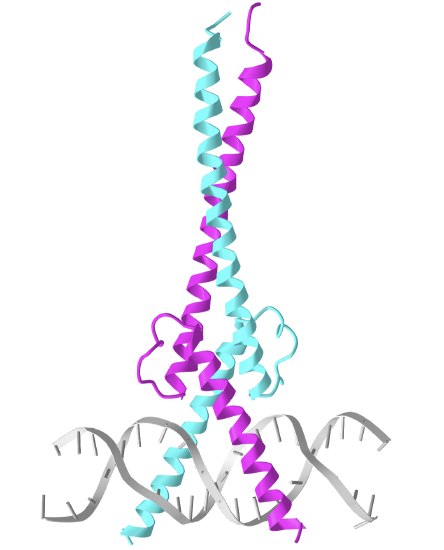 Myc-Max and Mad-Max recognizing DNA(1nkp).png