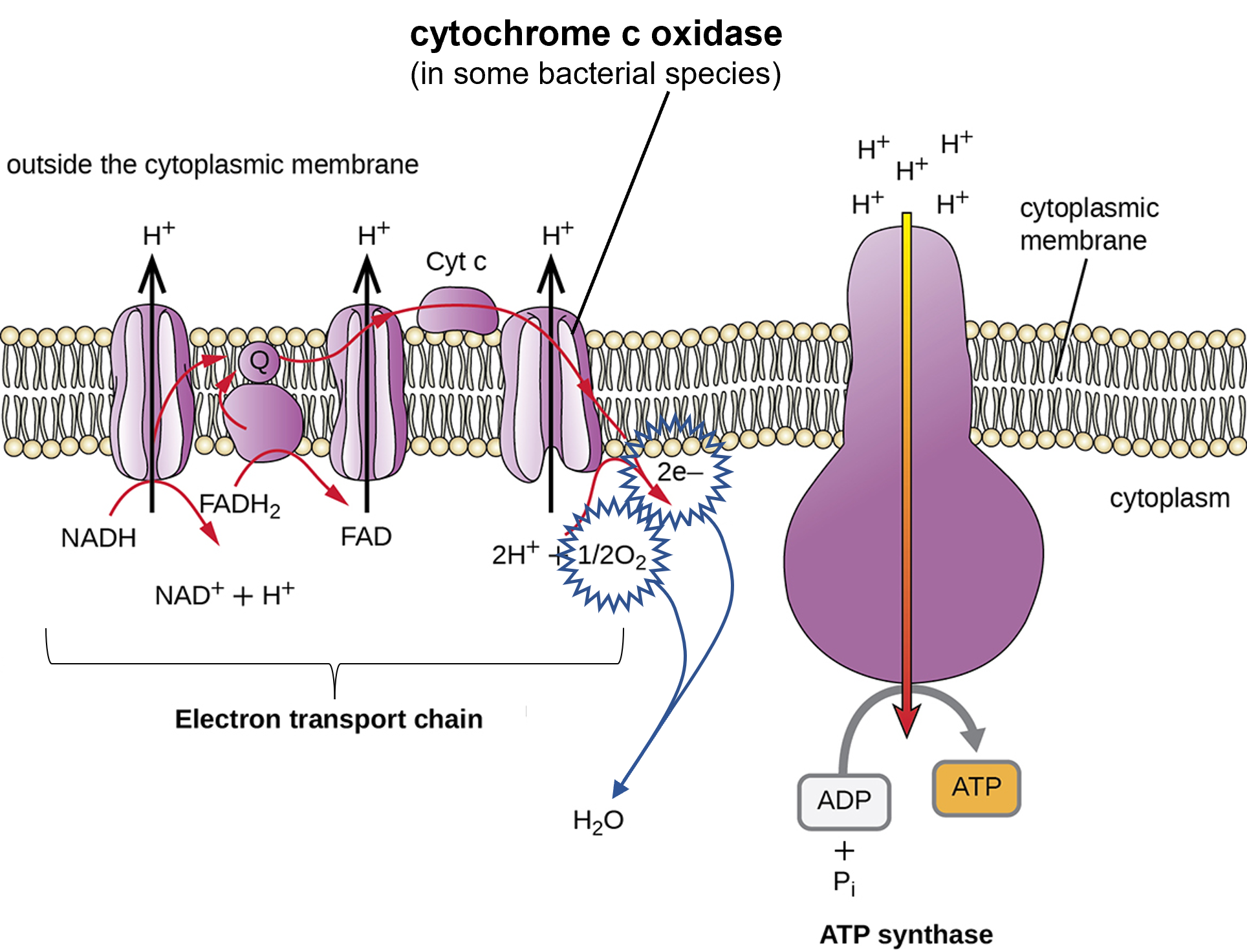 cytochrome c oxidase in the electron transport chain