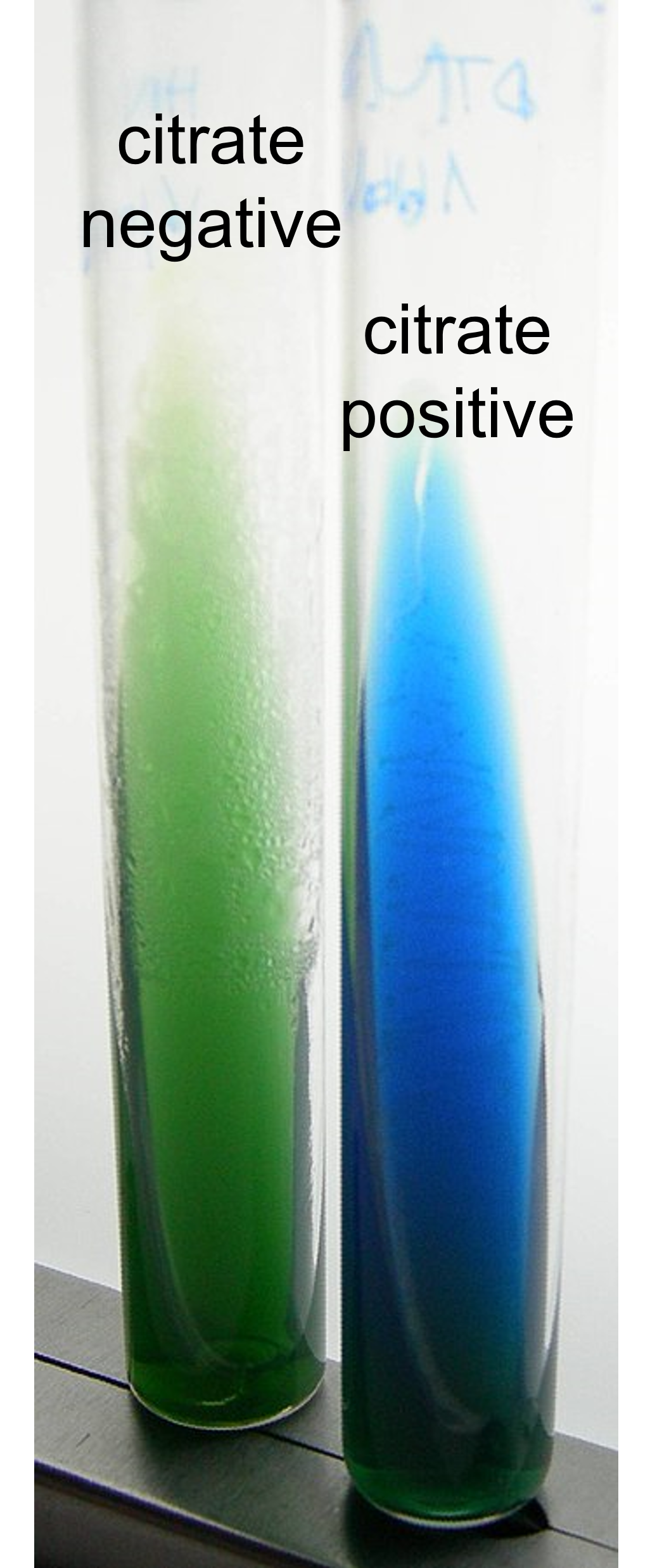 citrate negative medium remains green; citrate positive medium appears blue
