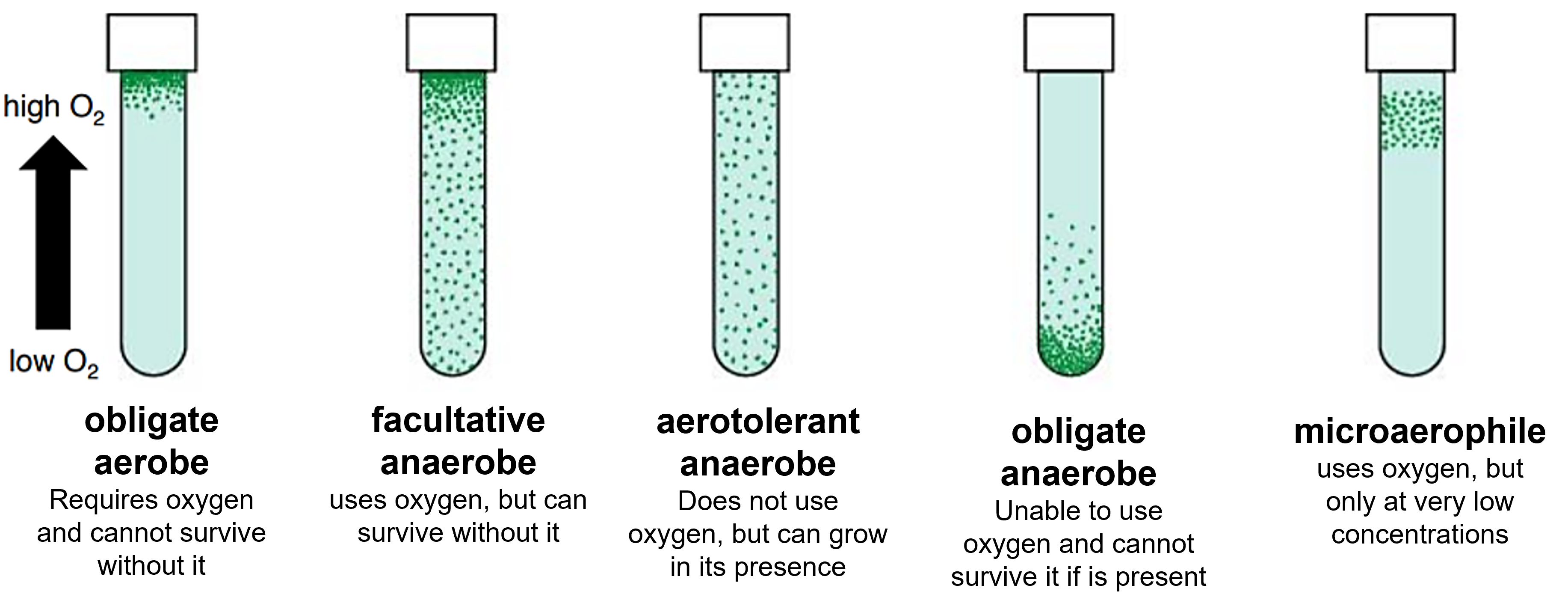 thioglycollate agar determines oxygen requirements; the location of the growth indicates a species oxygen requirements