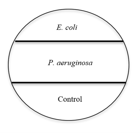 how to inoculate bacteria on petri plate with E. coli in the top zone and P. aeruginosa in the middle zone; the bottom zone is a control