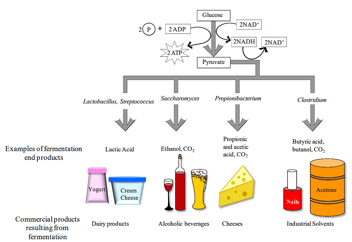 overview of the fermentation process and how different types of fermentation will produce different products