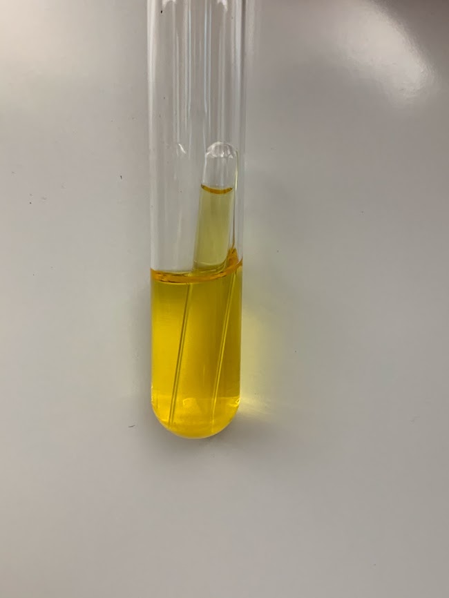 fermentation tube with yellow liquid and space in the top of the Durham tube