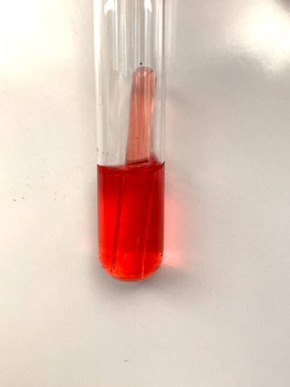 fermentation tube with red medium and no space inside of the Durham tube