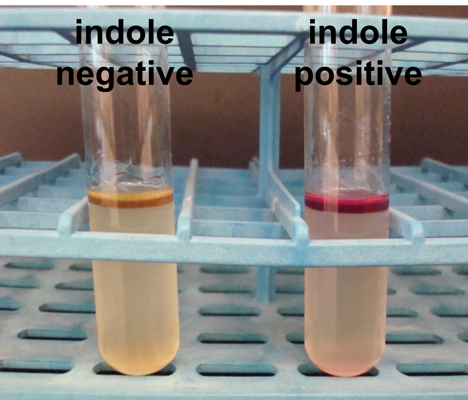 indole test results labeled