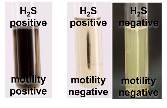 H2S and motility results