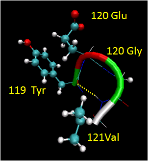 beta turn amino acids