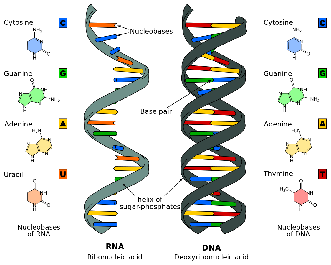 comparison of DNA structure and RNA structure