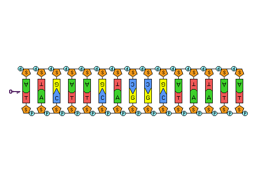 DNA replication animation showing replication form and the building of new DNA strands complementary to the two template DNA strands