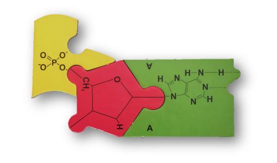 puzzle piece nucleotide