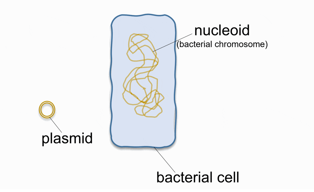 bacterial transformation showing plasmid moving into bacterial cell