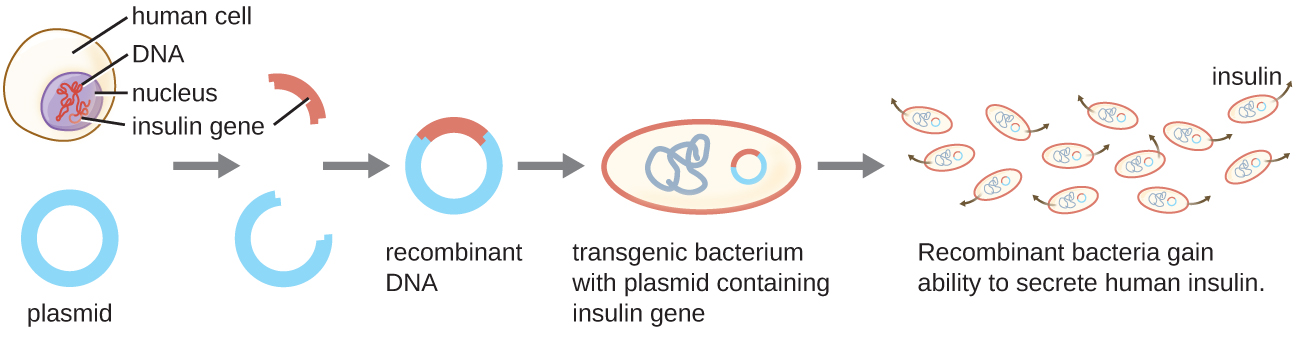 recombinant DNA technology and how DNA can be cut from one source of DNA and inserted into a plasmid