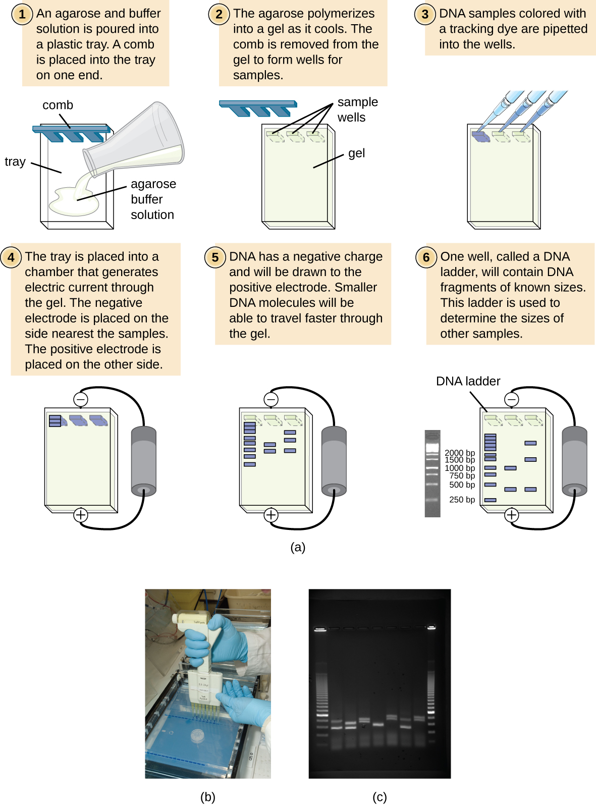 how gels are made and how gel electrophoresis works