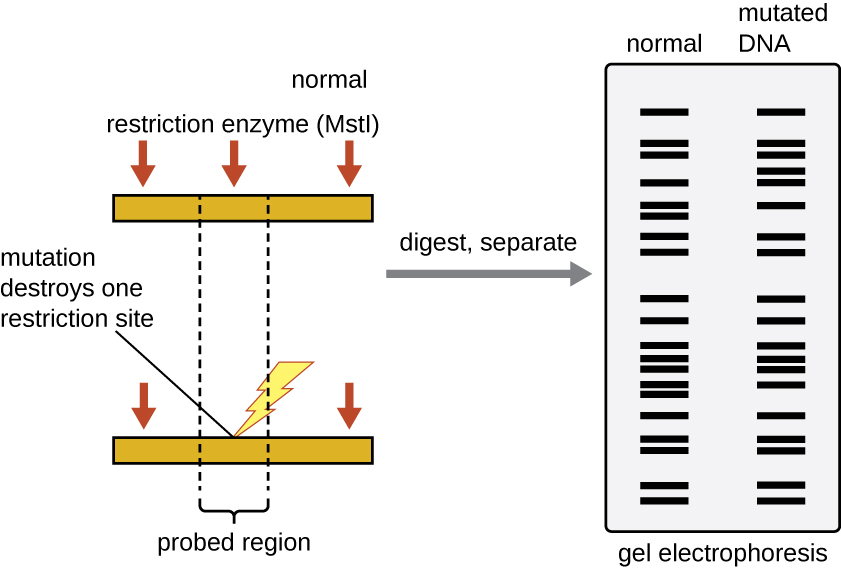 mutated DNA will produced a different banding pattern following digestion with a restriction enzyme and gel electrophoresis