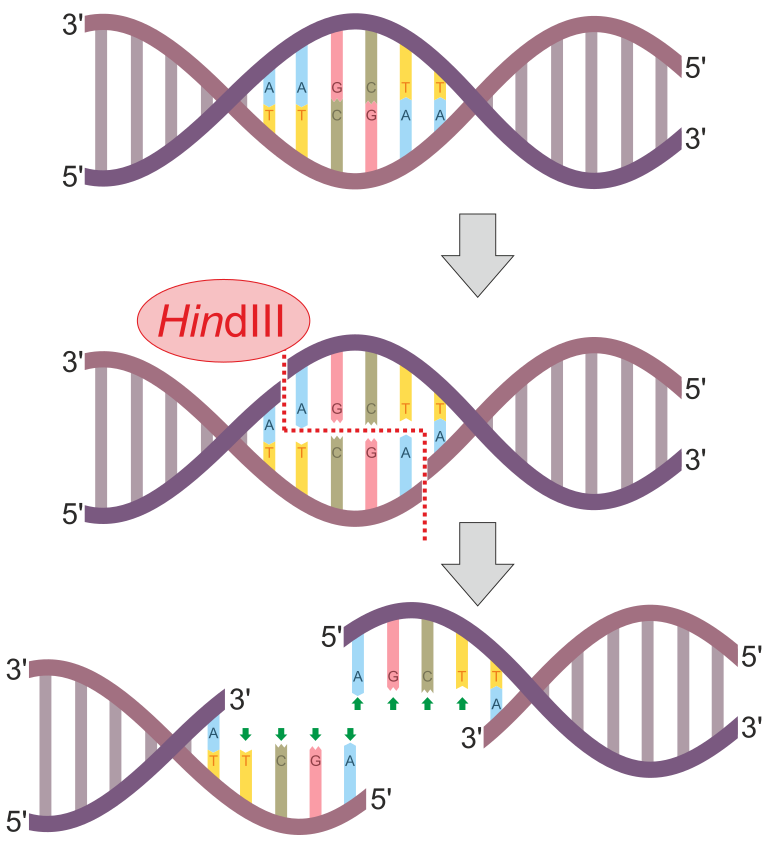 HindIII Restriction site and the way this enzyme cuts DNA causing a double-stranded break in the DNA