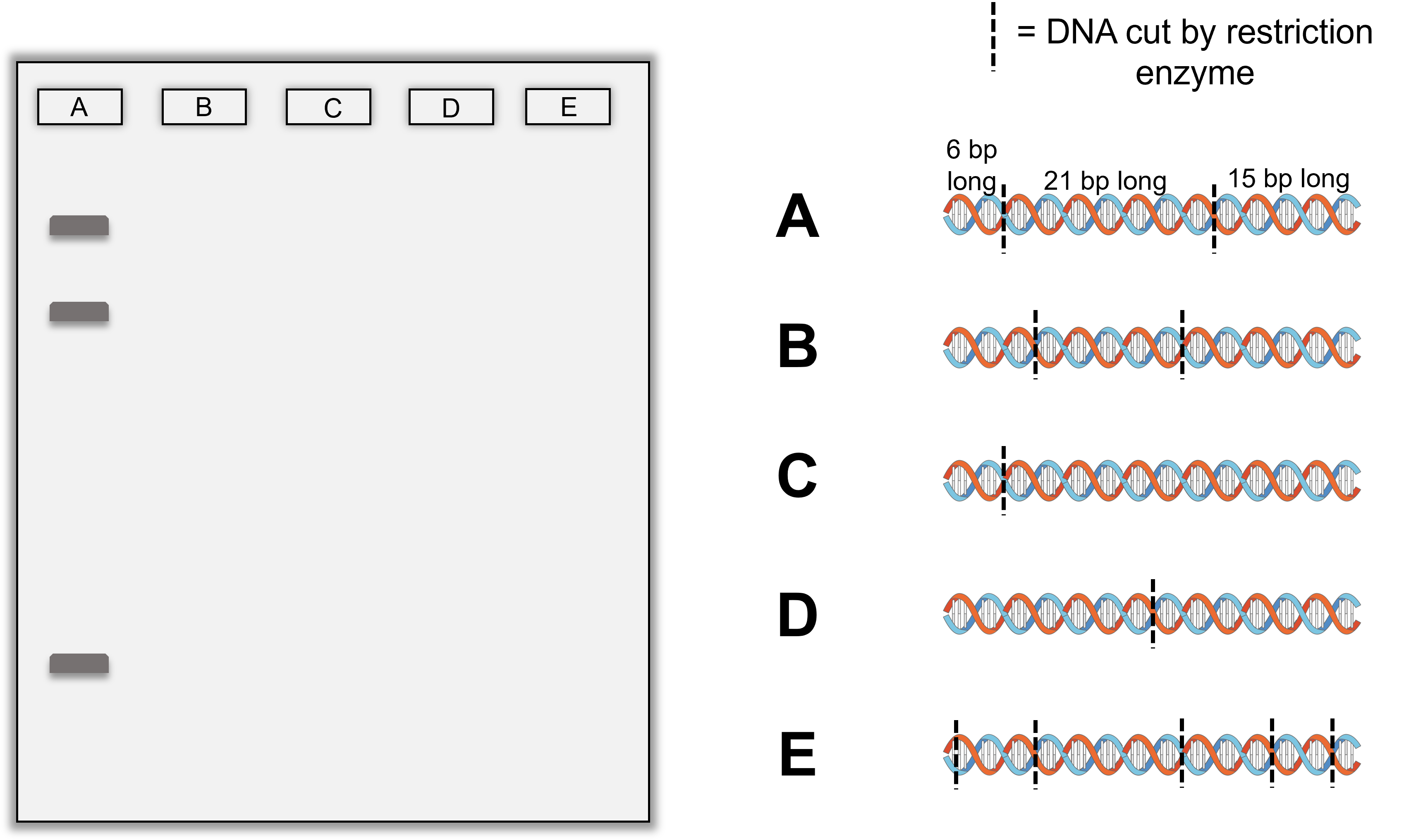 gel electrophoresis banding problem showing DNA molecules cut in different places along with the first banding pattern shown