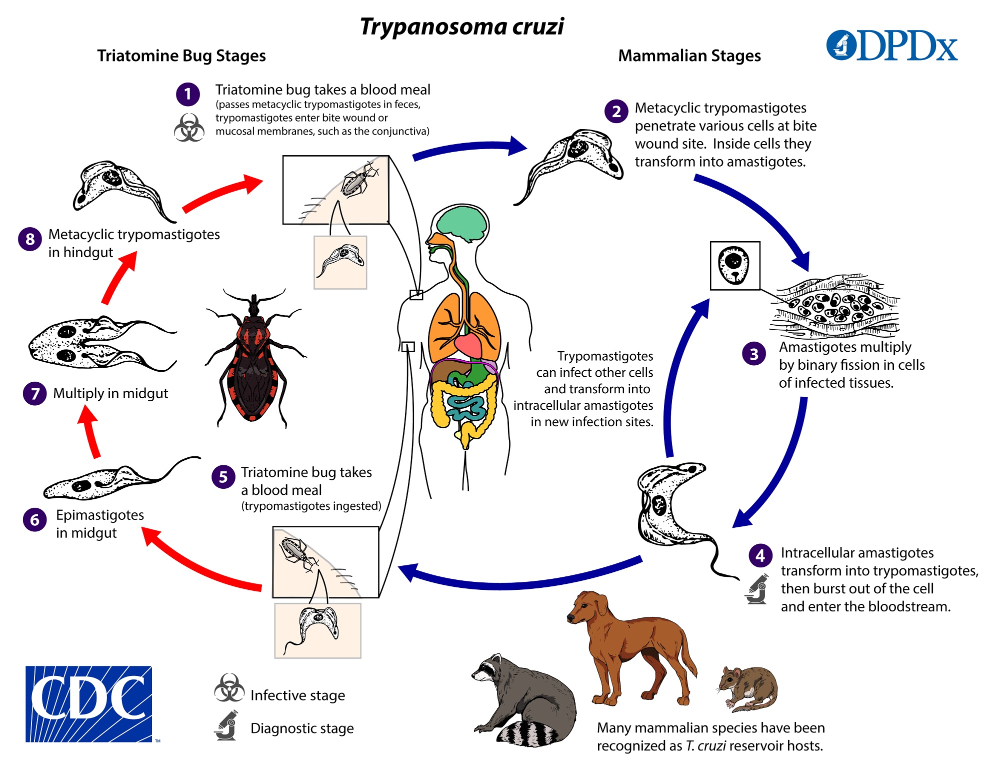 Chagas Life Cycle