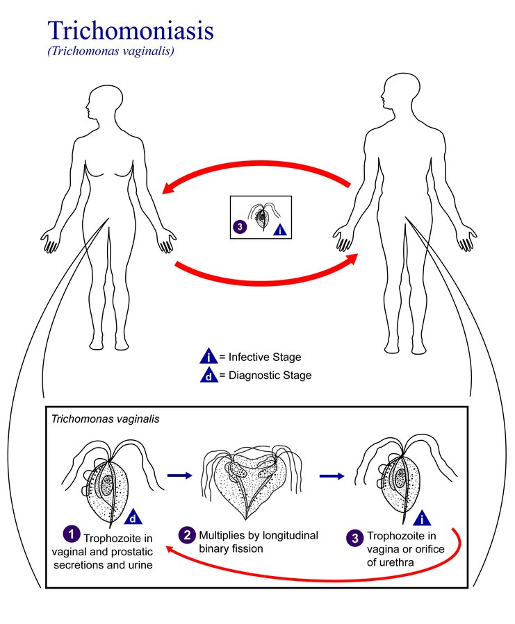Trichomonas vaginalis life cycle