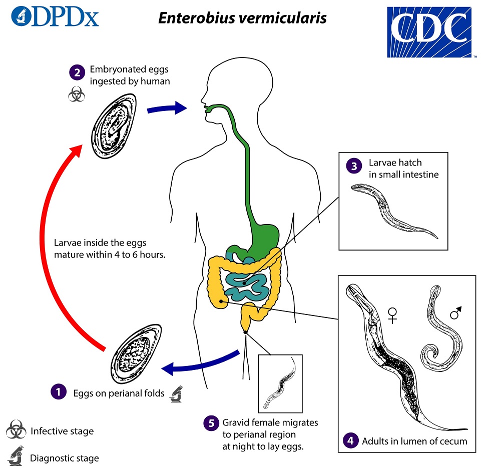 Enterobius life cycle