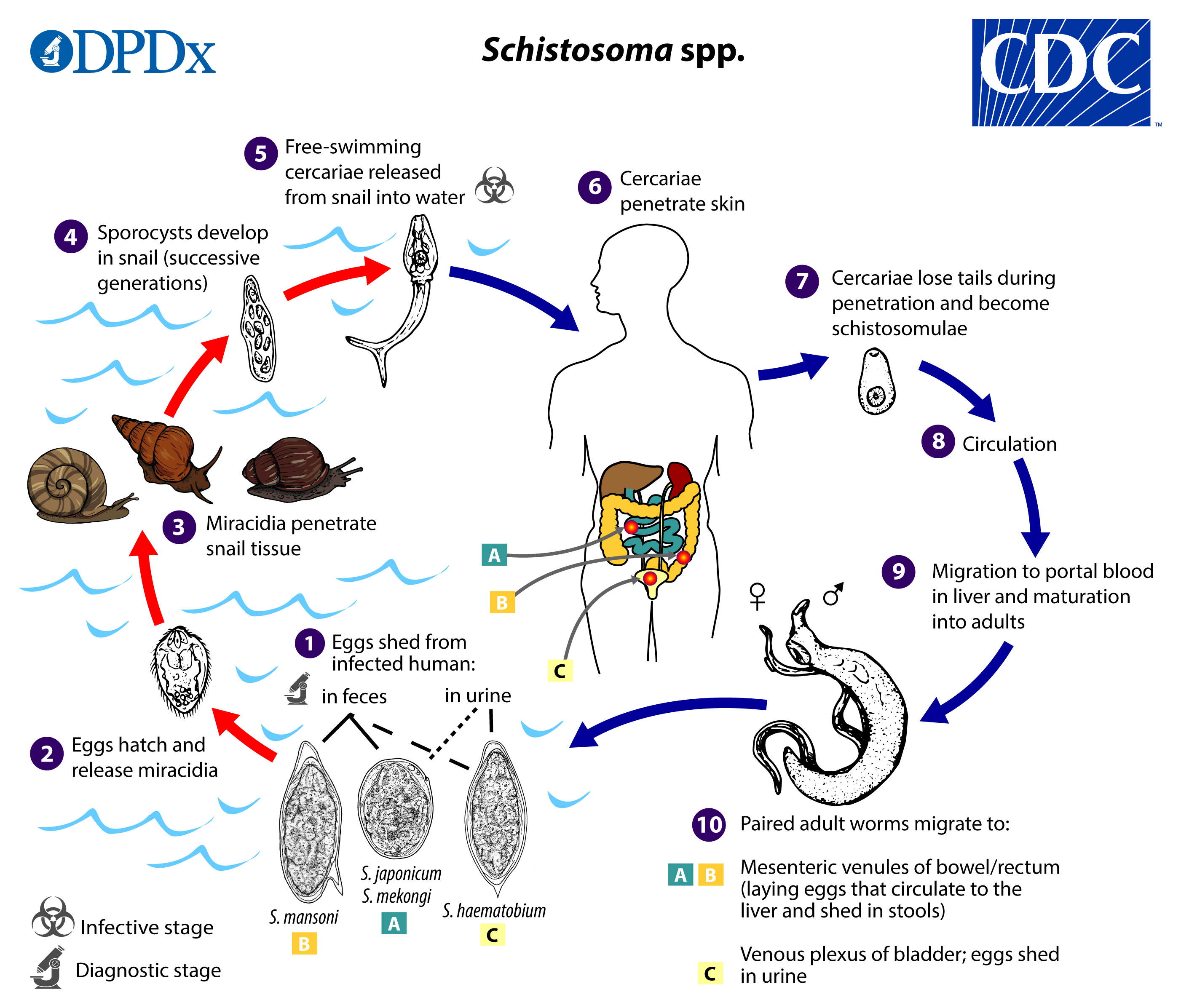 Schistosomiasis life cycle