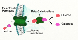 beta-galactosidase