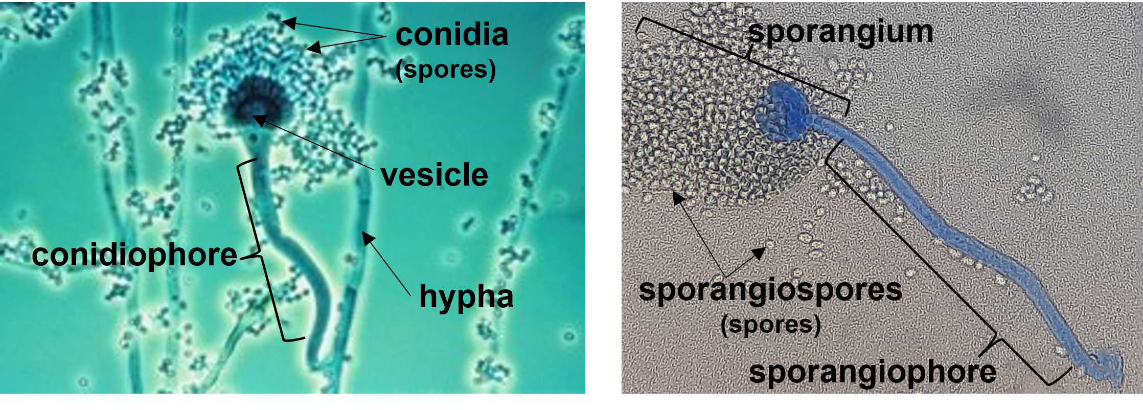 conidia and sporangiospores
