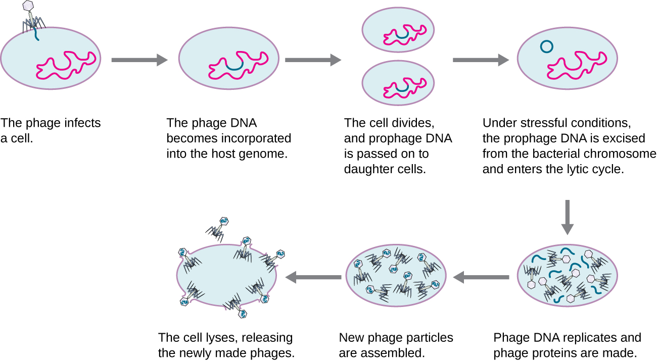lysogenic phase of bacteriophage replication embeds viral DNA into host cell DNA and spreads from cell to cell until reactivated and switches to the lytic phase