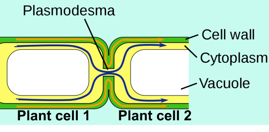 movement through plasmodesmata