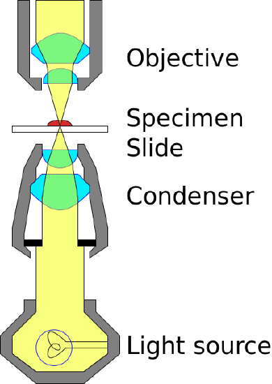 1.2: The Microscopic World - Biology LibreTexts