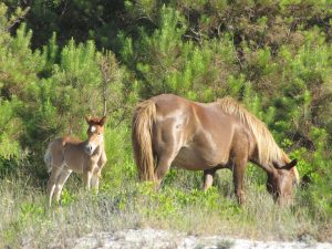 Chestnut mare and foal foraging with pine trees in the background.