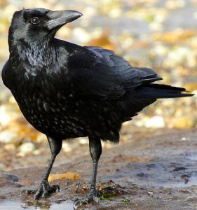 black bird with large, long beak.