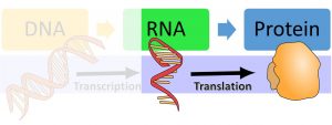 DNA makes RNA via transcription and then makes protein via translation. The image highlights that RNA translates to protein.