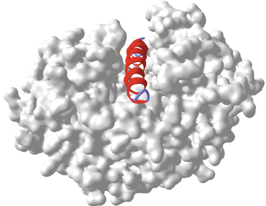 MoRFProteinase Inhibitor IA3 bound to Proteinase A (PDB entry 1DP5).png
