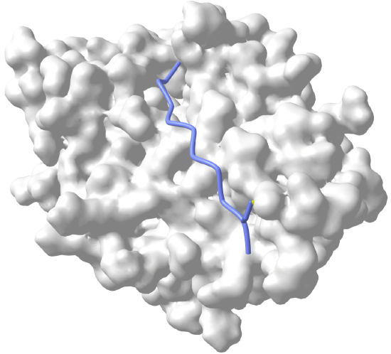 A β-MoRF viral protein pVIc bound to Human Adenovirus 2 Proteinase (1AVP).png