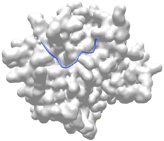 An ι-MoRFAmphiphysin bound to α-adaptin C (1KY7).png