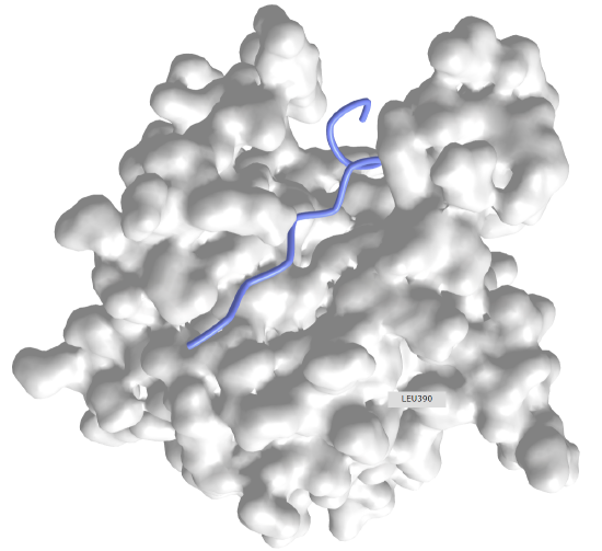 A β-MoRF,viral protein pVIc bound to Human Adenovirus 2 Proteinase (1AVP).png