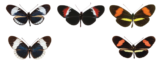 Wing pattern phenotypes of top, H. cydno chioneus (left), H. melpomene rosina (right), their nonmimetic first-generation hybrid (center); and bottom, their sympatric comimics H. sapho sapho (left) and H. erato demophoon (right). Figure and caption modified from , . 