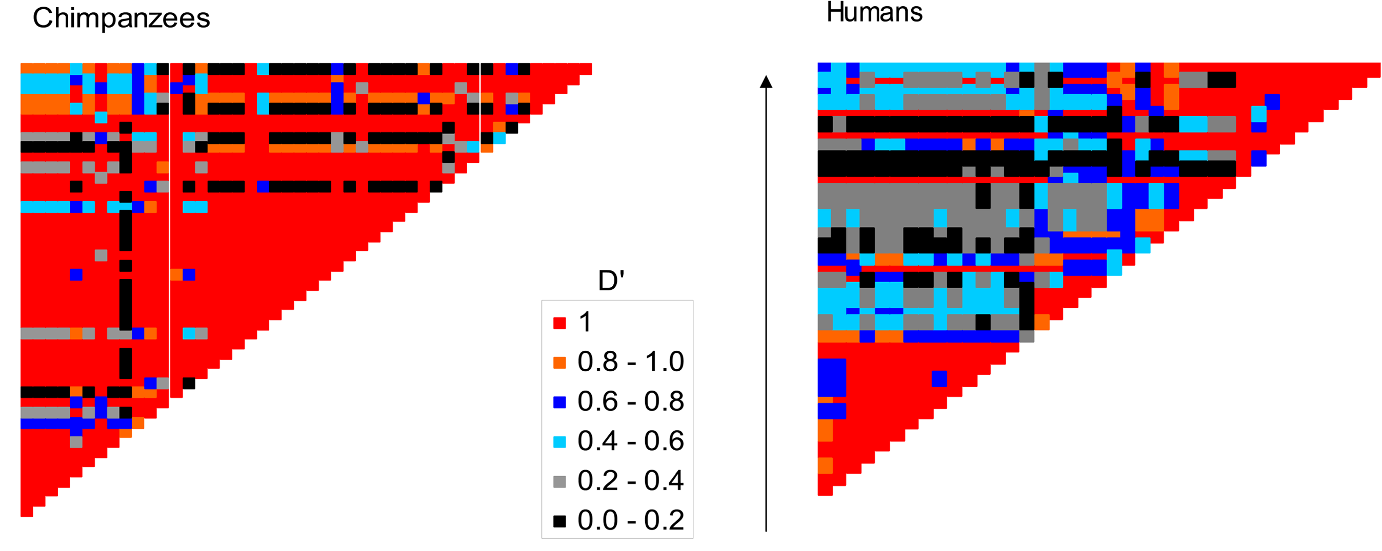 LD across the TAP2 gene region in a sample of Humans and Chimps, from , . The rows and columns are consecutive SNPs, with each cell giving the absolute D^{\prime} value between a pair of SNPs. Note that these are different sets of SNPs in the two species, as shared polymorphisms are very rare.