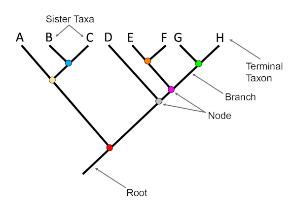 Labeled tree_edited.jpg