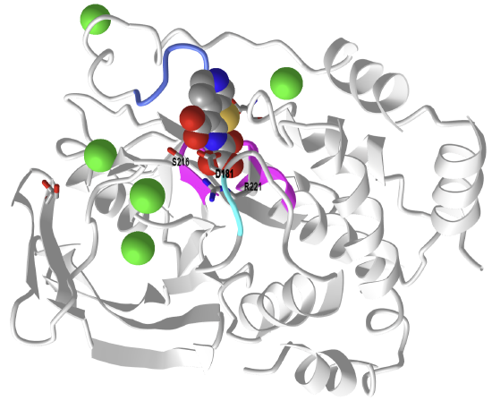 Human Protein Tyrosine Phosphatase 1B (1-301) in complex with the inhibitor OTA (5K9W).png