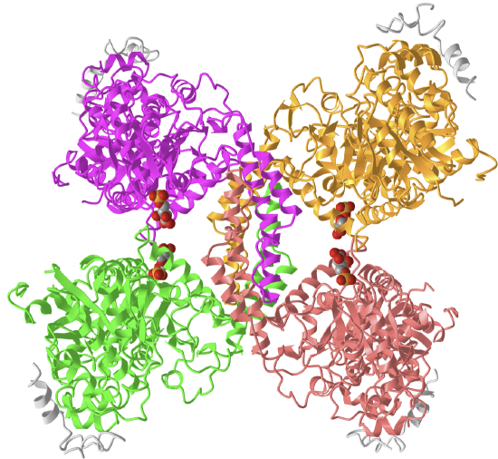 Human glycogenin-1 and glycogen synthase-1 complex in the presence of glucose-6-phosphate (8CVX).png