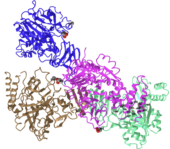 Human UDP-glucose pyrophosphorylase tetramer (3R2W).png