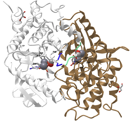 Rabbit phosphorylase kinase peptide substrate complex (2PHK).png