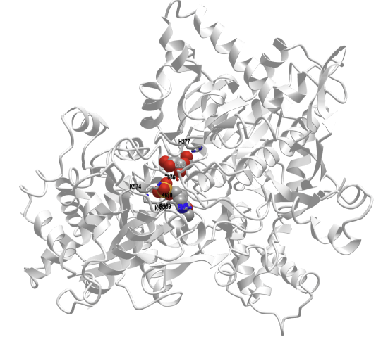 Unphosphorylated (b state) rabbit glycogen phosphorylase with bound glucose (inactive T state, 2GPB).png