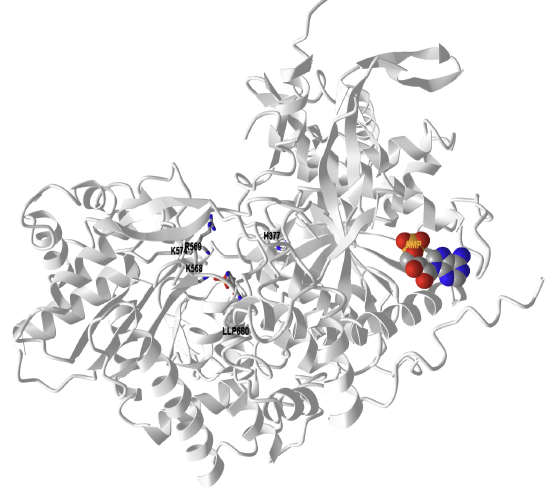 Unphosphorylated (b state) rabbit glycogen phosphorylase with bound AMP (active R state, 3E3N).png