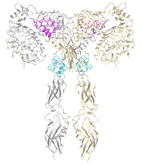 Full-length mouse insulin receptor bound to four insulins (7SL7).png