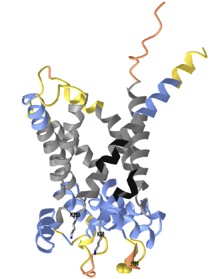 AlphaFold predicted structure of human UCP1 (P25874).png