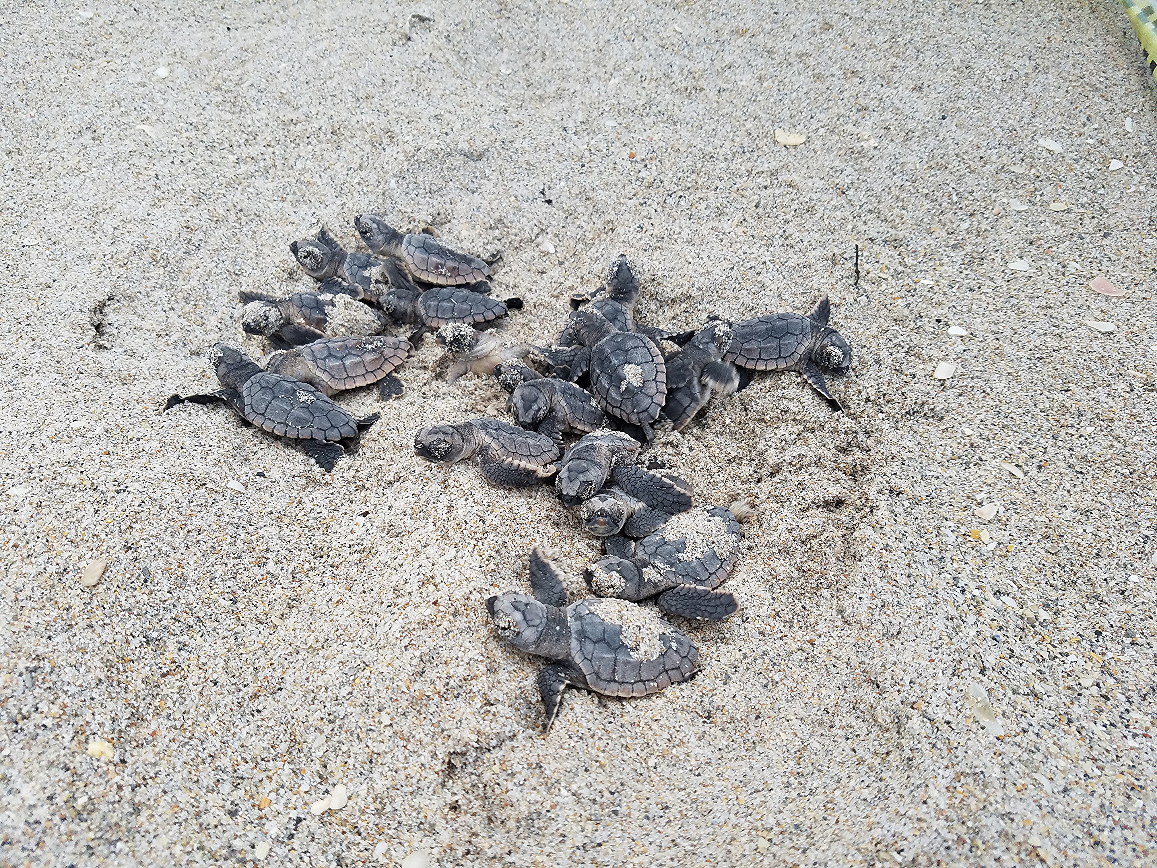 hatchling sea turtles.jpg